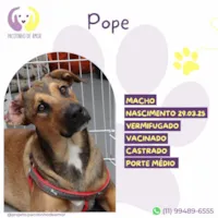 Cachorro raça SRD-ViraLata idade 7 a 11 meses nome Pope