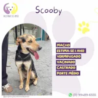 Cachorro raça SRD-ViraLata idade 1 ano nome Scooby 
