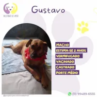 Cachorro ra a SRD-ViraLata idade 2 a 6 meses nome Gustavo
