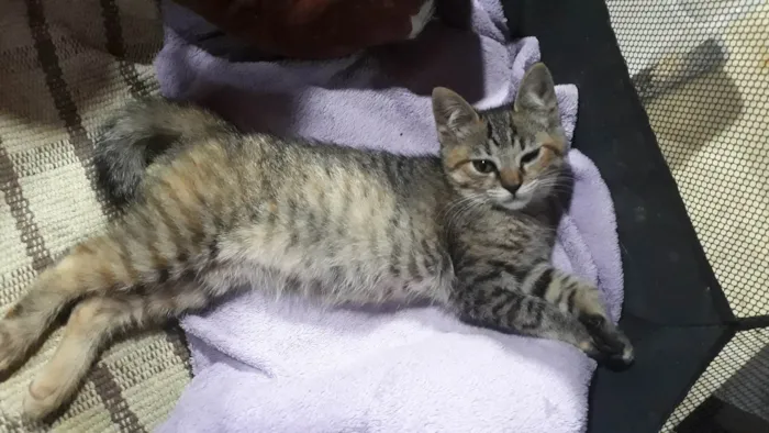 Gato ra a SRD-ViraLata idade Abaixo de 2 meses nome FILHOTES NASCIDOS EM 15 AGOSTO 2025