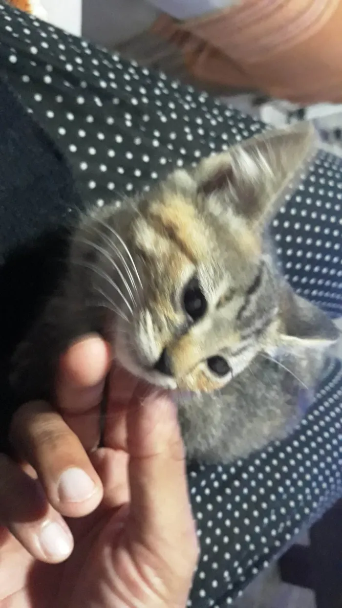 Gato ra a SRD-ViraLata idade Abaixo de 2 meses nome FILHOTES NASCIDOS EM 15 AGOSTO 2025