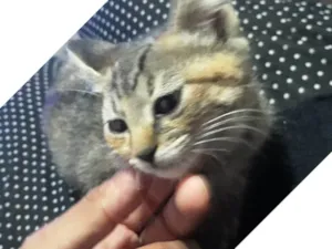 Gato raça SRD-ViraLata idade Abaixo de 2 meses nome FILHOTES NASCIDOS EM 15 AGOSTO 2025