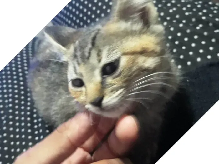 Gato ra a SRD-ViraLata idade Abaixo de 2 meses nome FILHOTES NASCIDOS EM 15 AGOSTO 2025