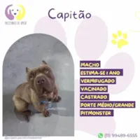 Cachorro raça Pit-Bull idade 1 ano nome Capitão 
