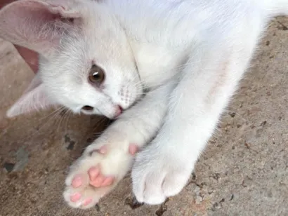 Gato ra a SRD-ViraLata idade 2 a 6 meses nome bebê