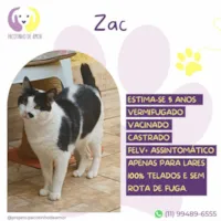 Gato raça SRD-ViraLata idade 5 anos nome Zac