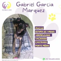 Cachorro raça SRD-ViraLata idade 7 a 11 meses nome Gabriel Garcia Marquez