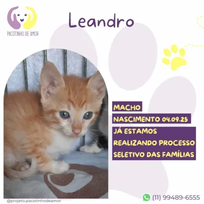 Gato raça SRD-ViraLata idade 2 a 6 meses nome Leandro 
