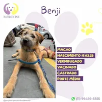 Cachorro ra a SRD-ViraLata idade 7 a 11 meses nome Benji 
