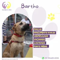Cachorro raça SRD-ViraLata idade 7 a 11 meses nome Bartho