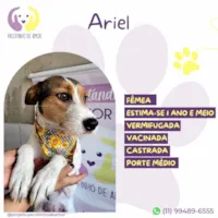 Cachorro raça SRD-ViraLata idade 1 ano nome Ariel