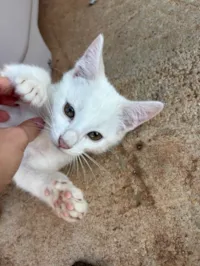 Gato ra a SRD-ViraLata idade 2 a 6 meses nome flor