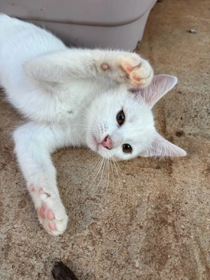 Gato ra a SRD-ViraLata idade 2 a 6 meses nome flor