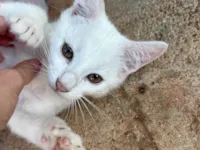 Gato ra a SRD-ViraLata idade 2 a 6 meses nome flor