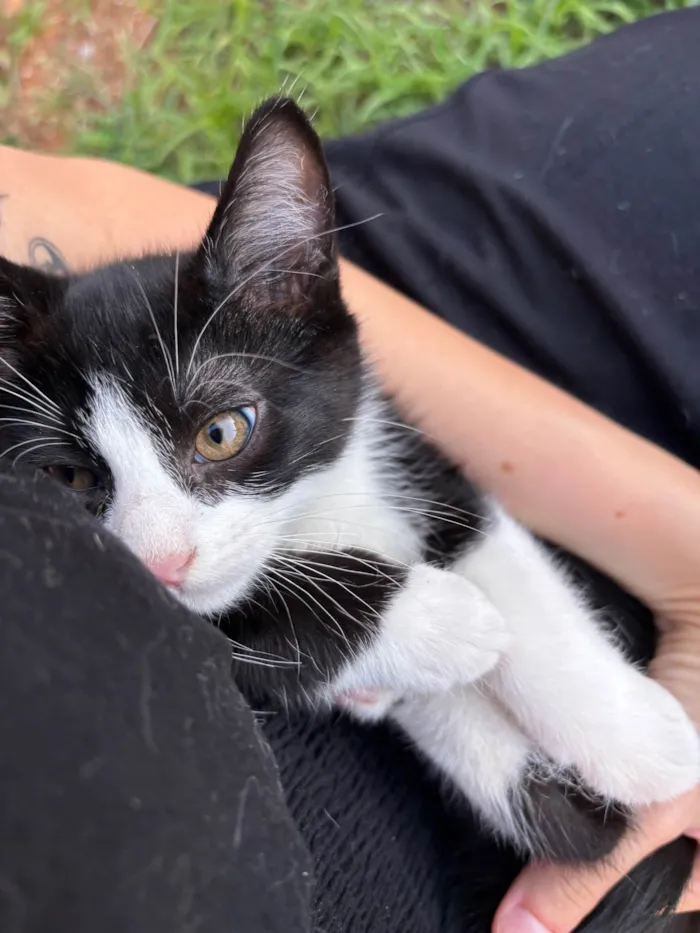 Gato ra a SRD-ViraLata idade 2 a 6 meses nome sol