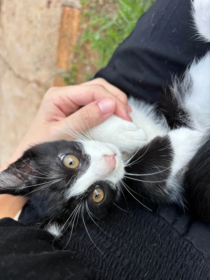 Gato ra a SRD-ViraLata idade 2 a 6 meses nome sol