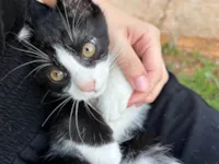 Gato raça SRD-ViraLata idade 2 a 6 meses nome sol