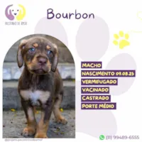 Cachorro ra a SRD-ViraLata idade 2 a 6 meses nome Bourbon 