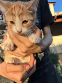 Gato ra a SRD-ViraLata idade 2 a 6 meses nome cervejinha