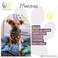 Cachorro ra a SRD-ViraLata idade 2 a 6 meses nome Mateus