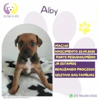 Cachorro raça SRD-ViraLata idade 2 a 6 meses nome Alby