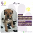 Alvin