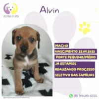 Cachorro raça SRD-ViraLata idade 2 a 6 meses nome Alvin
