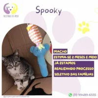 Gato ra a SRD-ViraLata idade 2 a 6 meses nome Spooky