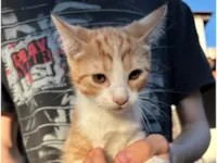 Gato ra a SRD-ViraLata idade 2 a 6 meses nome cervejinha