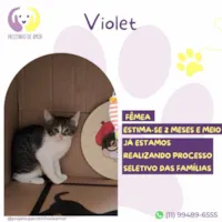 Gato ra a SRD-ViraLata idade 2 a 6 meses nome Violet