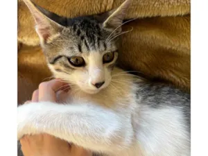 Gato raça SRD-ViraLata idade 1 ano nome menininho