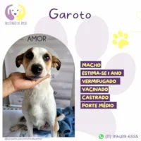Cachorro ra a SRD-ViraLata idade 1 ano nome Garoto