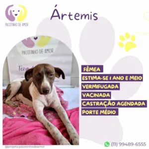 Cachorro ra a SRD-ViraLata idade 1 ano nome Ártemis