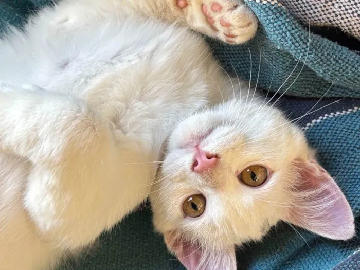 Gato ra a SRD-ViraLata idade 1 ano nome beijinho