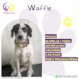 Waffle 