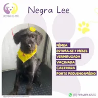 Cachorro raça SRD-ViraLata idade 7 a 11 meses nome Negra Lee