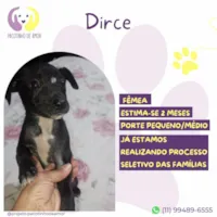 Cachorro ra a SRD-ViraLata idade 2 a 6 meses nome Dirce