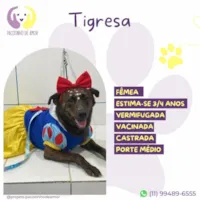 Cachorro ra a SRD-ViraLata idade 4 anos nome Tigresa