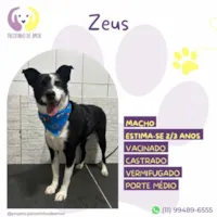 Cachorro ra a SRD-ViraLata idade 3 anos nome Zeus