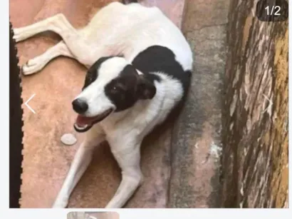 Cachorro raça SRD-ViraLata idade 1 ano nome Melissa