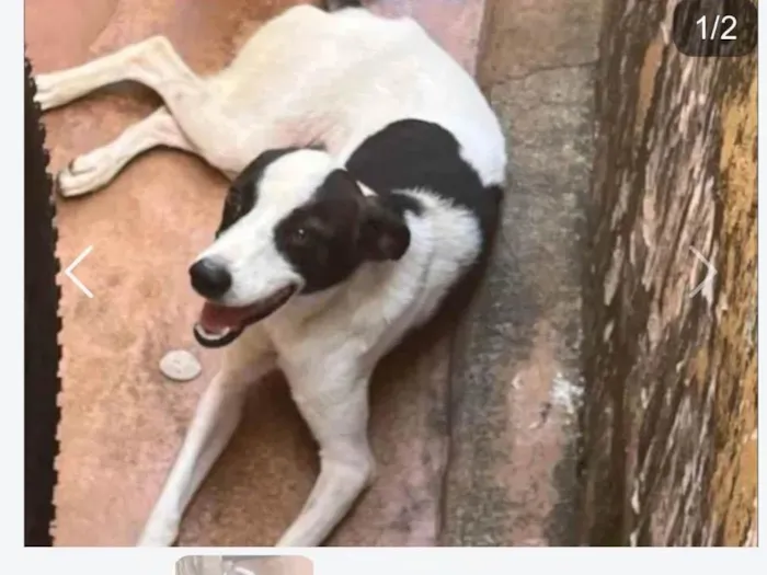 Cachorro raça SRD-ViraLata idade 1 ano nome Melissa