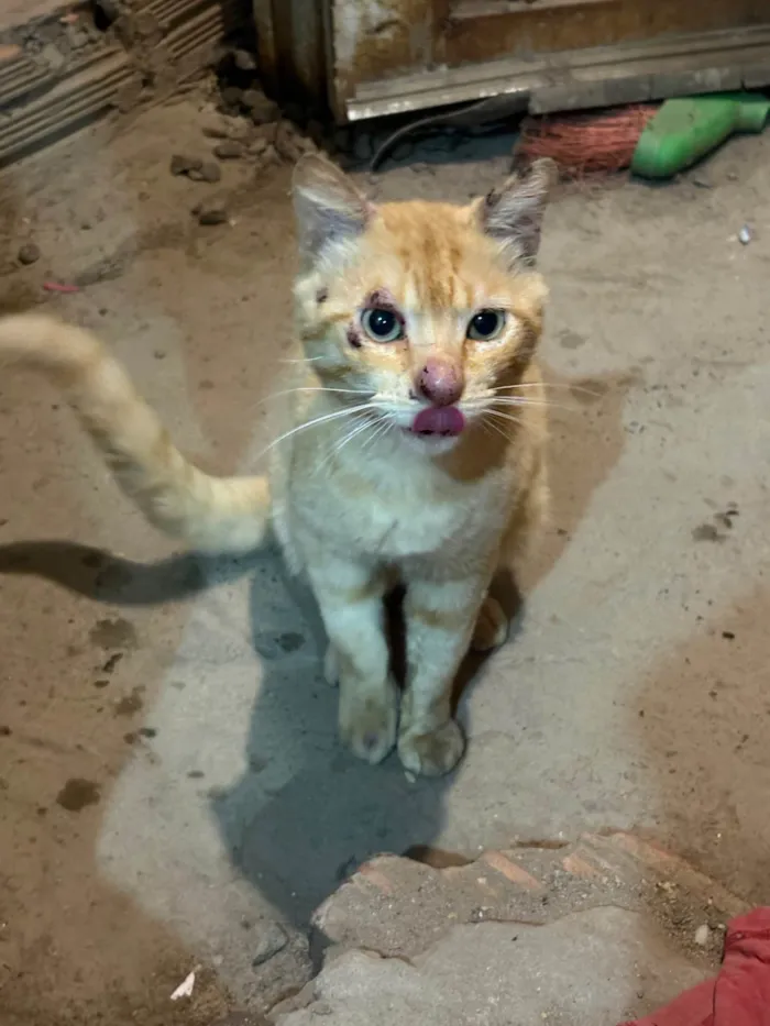 Gato ra a SRD-ViraLata idade 1 ano nome Não possui