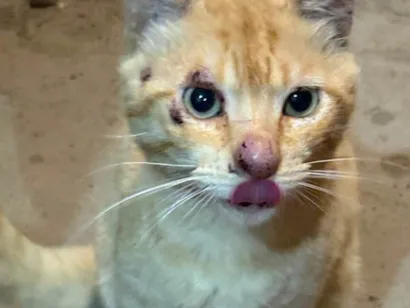 Gato raça SRD-ViraLata idade 1 ano nome Não possui