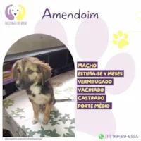 Cachorro ra a SRD-ViraLata idade 2 a 6 meses nome Amendoim 