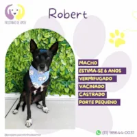 Cachorro ra a SRD-ViraLata idade 6 ou mais anos nome Robert