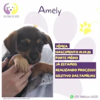 Cachorro raça SRD-ViraLata idade 2 a 6 meses nome Amely