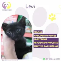 Gato raça SRD-ViraLata idade 2 a 6 meses nome Levi