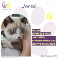 Gato ra a SRD-ViraLata idade 2 a 6 meses nome Jared