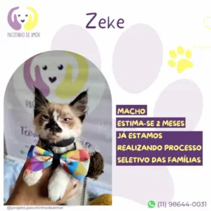 Gato ra a SRD-ViraLata idade 2 a 6 meses nome Zeke