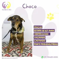 Cachorro ra a SRD-ViraLata idade 6 ou mais anos nome Choco